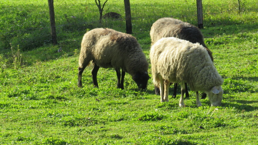 Oplemenjivanje ovaca - za više janjetine i kvalitetniju vunu
