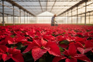 Vatreni cvijet Božićne zvijezde