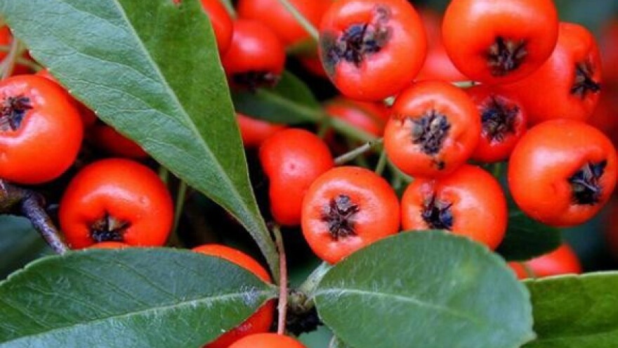 Raskoš vatrenog trna