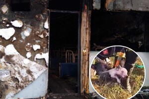 Bakajliću u požaru stradalo prasilište, krmače i prasad: Pogledajte borbu vatrogasaca