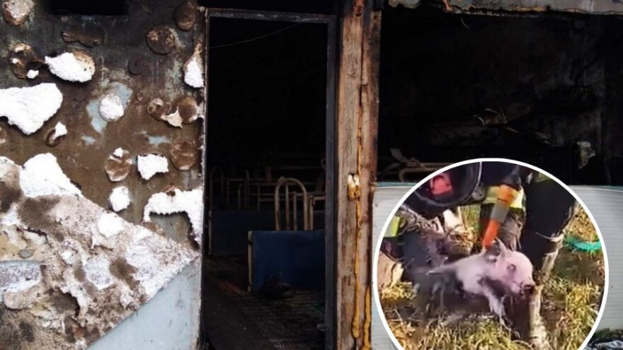 Bakajliću u požaru stradalo prasilište, krmače i prasad: Pogledajte borbu vatrogasaca