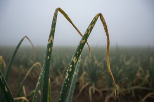 Važna obavijest proizvođačima luka!