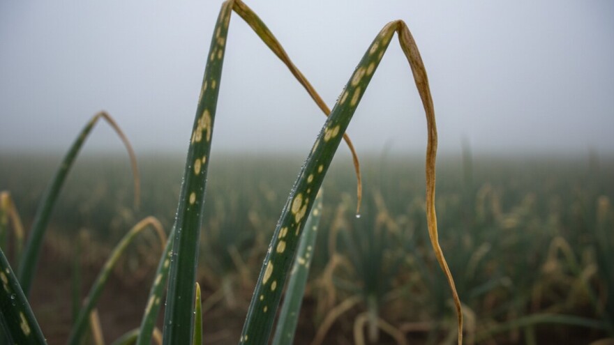 Važna obavijest proizvođačima luka!