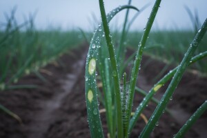 Važna obavijest proizvođačima luka!