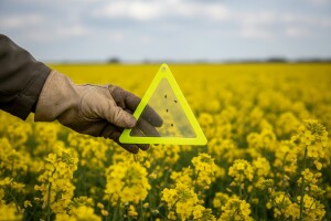 Važna obavijest proizvođačima uljane repice