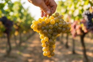 Važno je i vrijeme zriobe