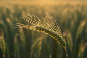 Važnost fungicidnog tretmana žitarica
