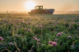 Važnost gnojidbe djetelina i trava