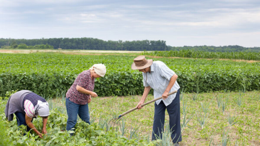 Organska proizvodnja zahteva stroga pravila