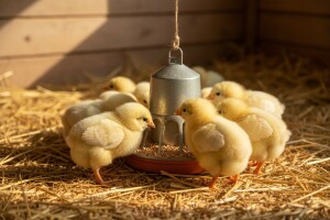 Važnost vitamina B2