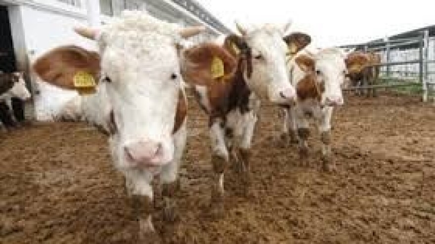 Tovljača junadi sve manje