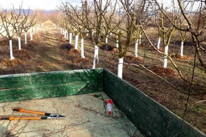 Tokom noći posekli mlade voćke - praksa koja se ponavlja u Srbiji?