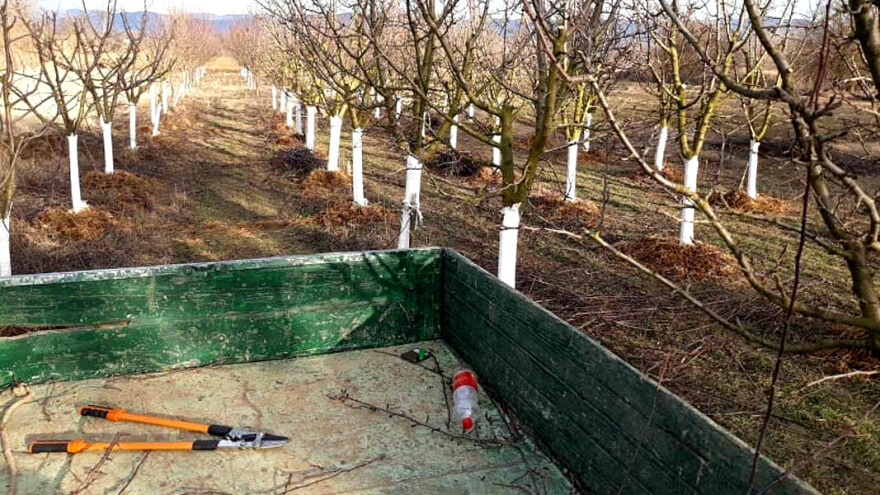 Tokom noći posekli mlade voćke - praksa koja se ponavlja u Srbiji?