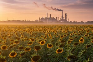 Već sutra poznat strateški partner čepinske uljare?