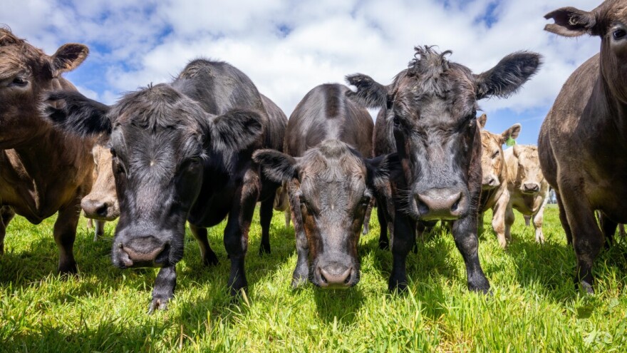 Veće potpore, manje administracije, jača zaštita domaćih pasmina u hrvatskom stočarstvu