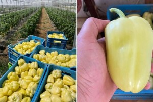 Paprika Vedrana: Kraljica babura u ovim krajevima