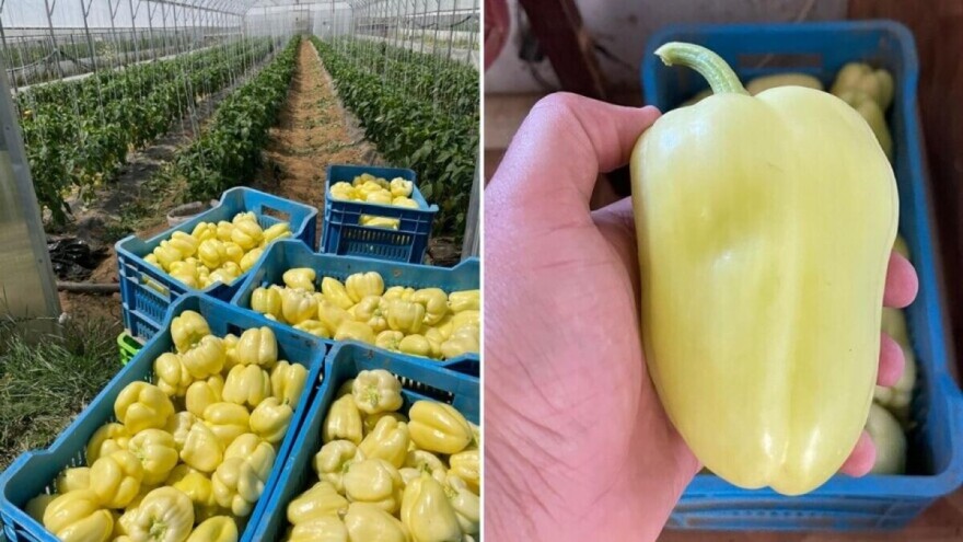 Paprika Vedrana: Kraljica babura u ovim krajevima