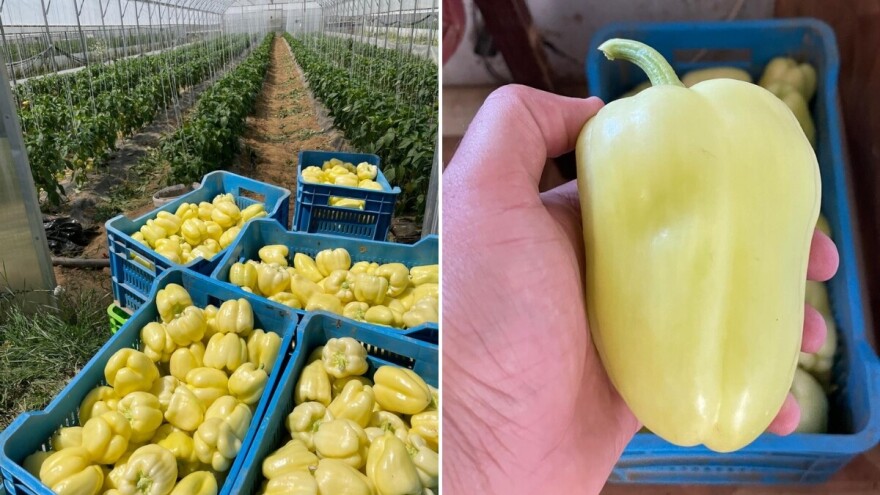 Paprika Vedrana: Kraljica babura u našim krajevima