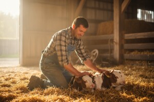 Vegani mu prijetili smrću jer je objavio fotografiju oteljena tri teleta