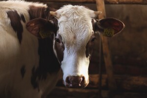 Kad krava postane crpilište mlijeka i traka za proizvodnju telića - nastupa veganstvo
