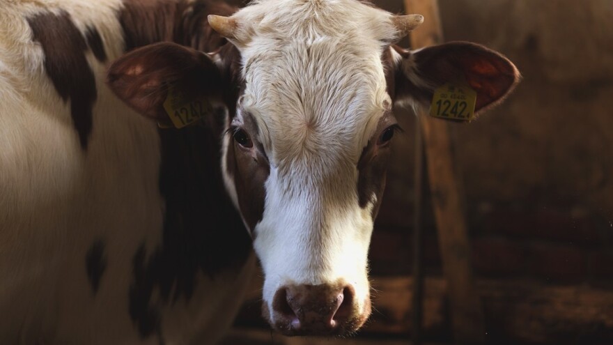 Kad krava postane crpilište mlijeka i traka za proizvodnju telića - nastupa veganstvo