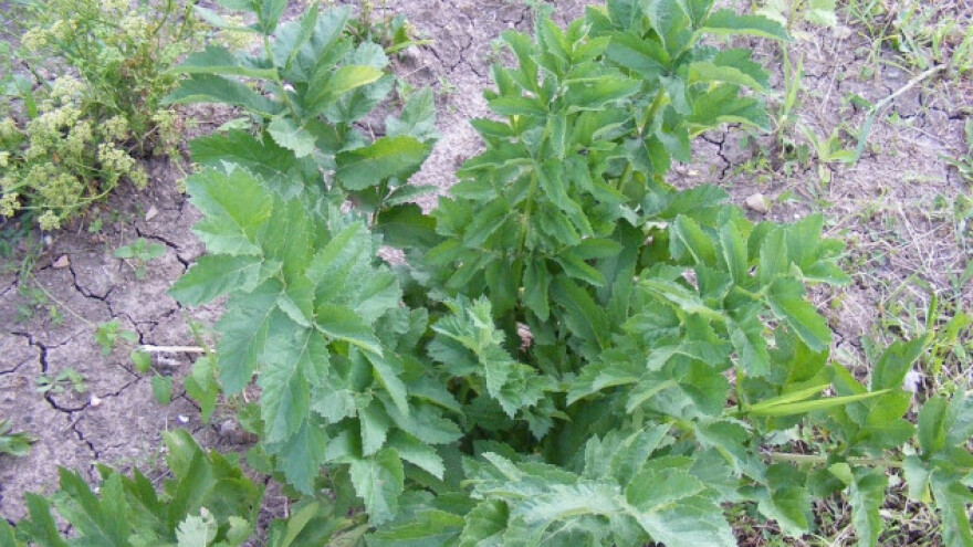 Kako da posadite domaću vegetu?