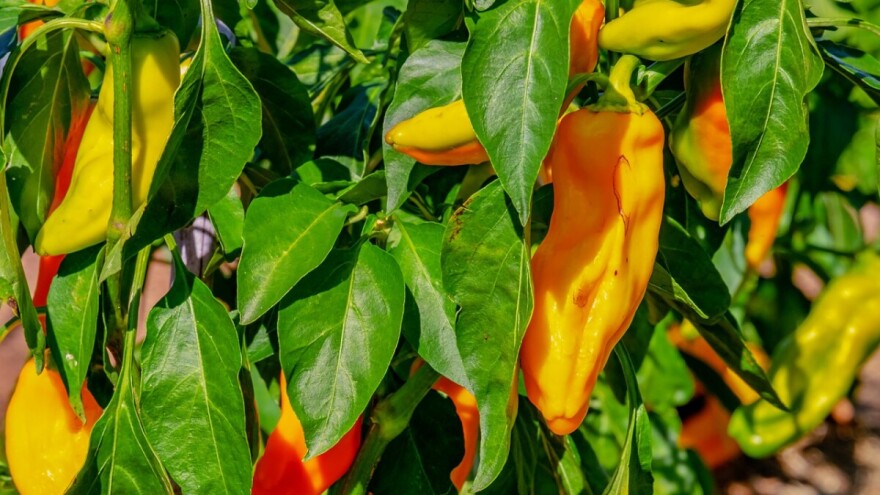 Isplaćeno 1.695.320 KM podsticaja