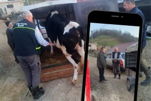 Veladžić poklonio junicu Zilhadu: Nakon gubitka stoke, kolege farmeri nadoknadili štetu