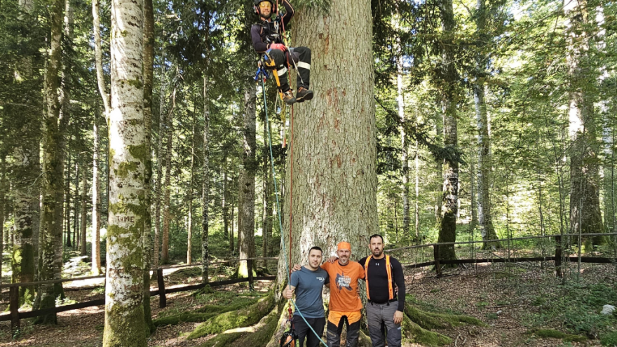 Tihi čuvar velebitskih šuma: Najveća jela Europe spašena od propadanja