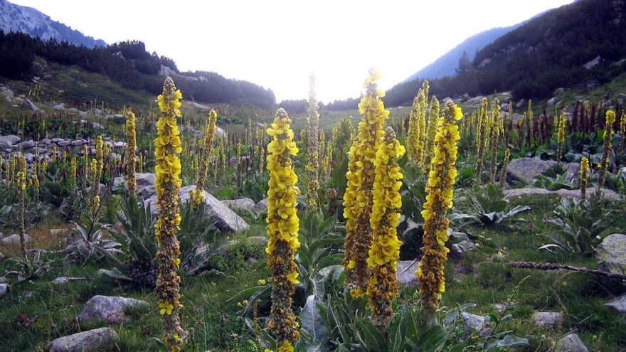 Divizma štetna za stoku, lekovita za ljude - kako je iskoristiti?