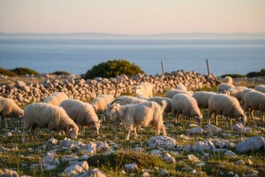 Velik potencijal leži u ovčarstvu i kozarstvu