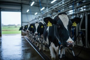 Velika Britanija: prodaje se mlijeko kloniranih krava?