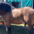 Pokrenuli peticiju: Zabranite korištenje konja za natjecanja u povlačenju trupaca
