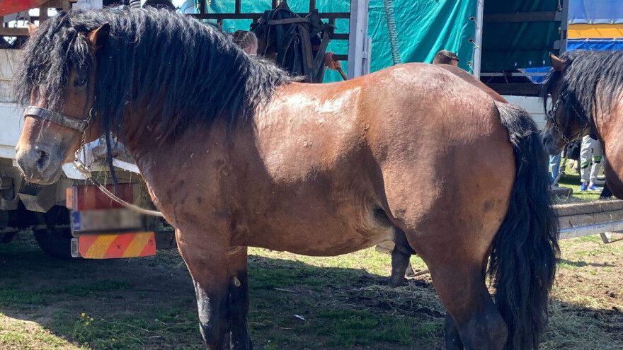 Pokrenuli peticiju: Zabranite korištenje konja za natjecanja u povlačenju trupaca