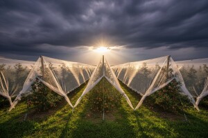 Velika Gorica subvencionira zaštitu voćnjaka!