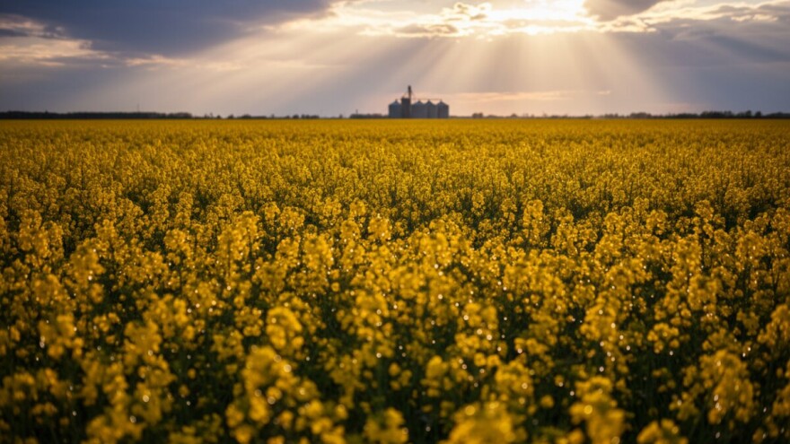 Velika potražnja za sojom - buja i uljana repica!