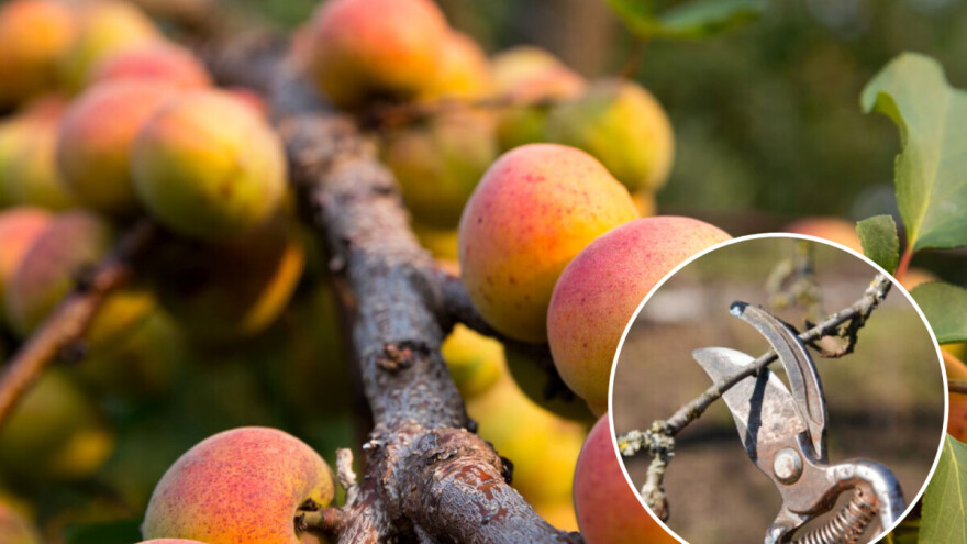 Specifičnosti letnje rezidbe, koje podstiču bolji rod kajsije