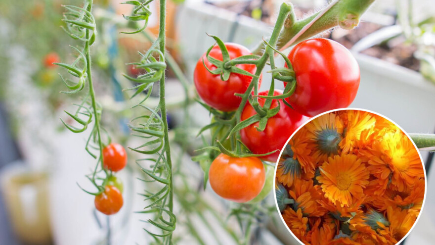 Kako neven pomaže u borbi protiv štetočina paradajza