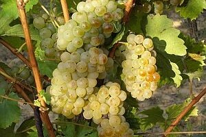 Graševina Croatica osvaja nova tržišta
