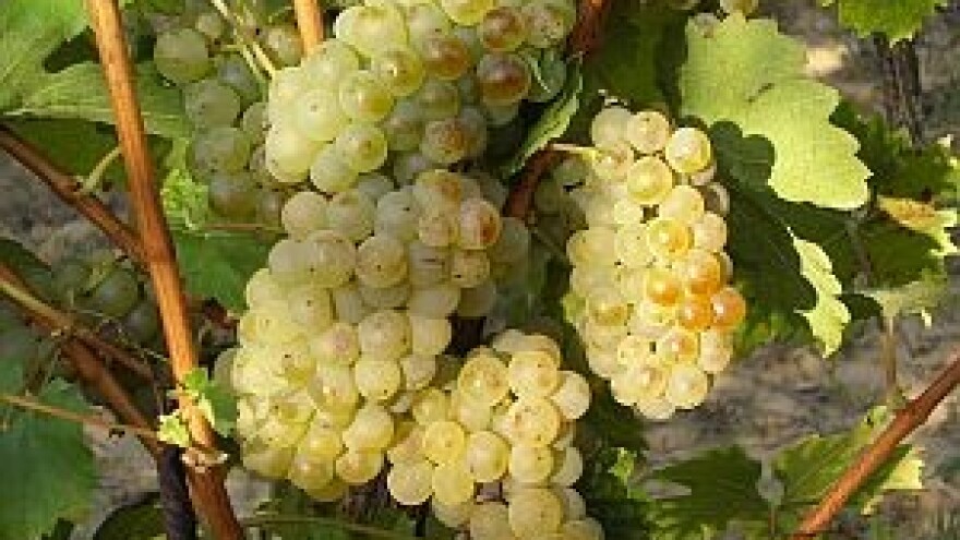 Graševina Croatica osvaja nova tržišta