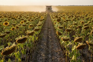 Velike količine uljarica odlaze van granica RH?