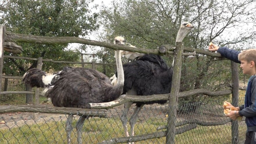 Nojevi: Velike ptice u Velikom Selu