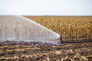Velike vrućine - obavezno natapanje usjeva!