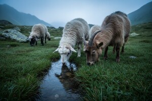 Veliki i mali metilj - opasni paraziti