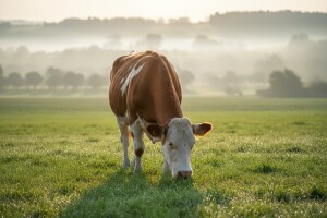 Veliki izvozni potencijal ekološkog mlijeka