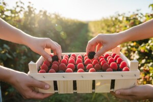 Veliki potencijal Srbije za izvoz voća i povrća