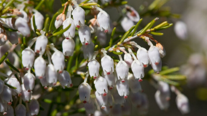 Veliki vrijes - vrsta  najveće zapaljivosti