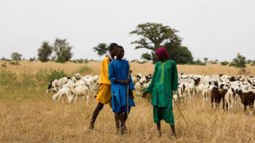 Stablima akacije žele spriječiti širenje pustinje