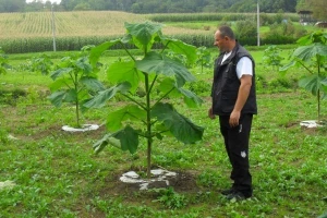 Prva plantaža paulovnije u Prigorju!