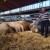 Najteži bik Poljoprivrednog sajma u Novom Sadu je Veliša od 1.700 kilograma